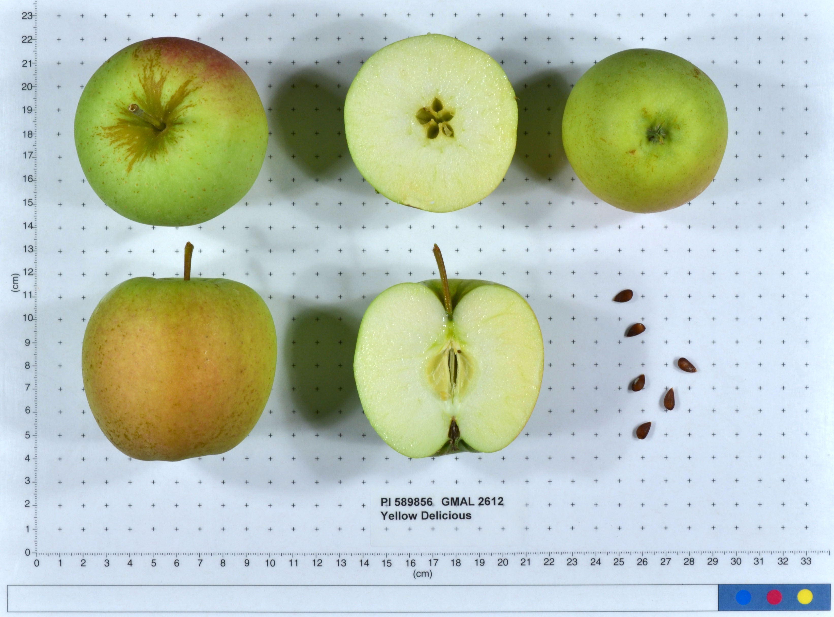 FRUIT
