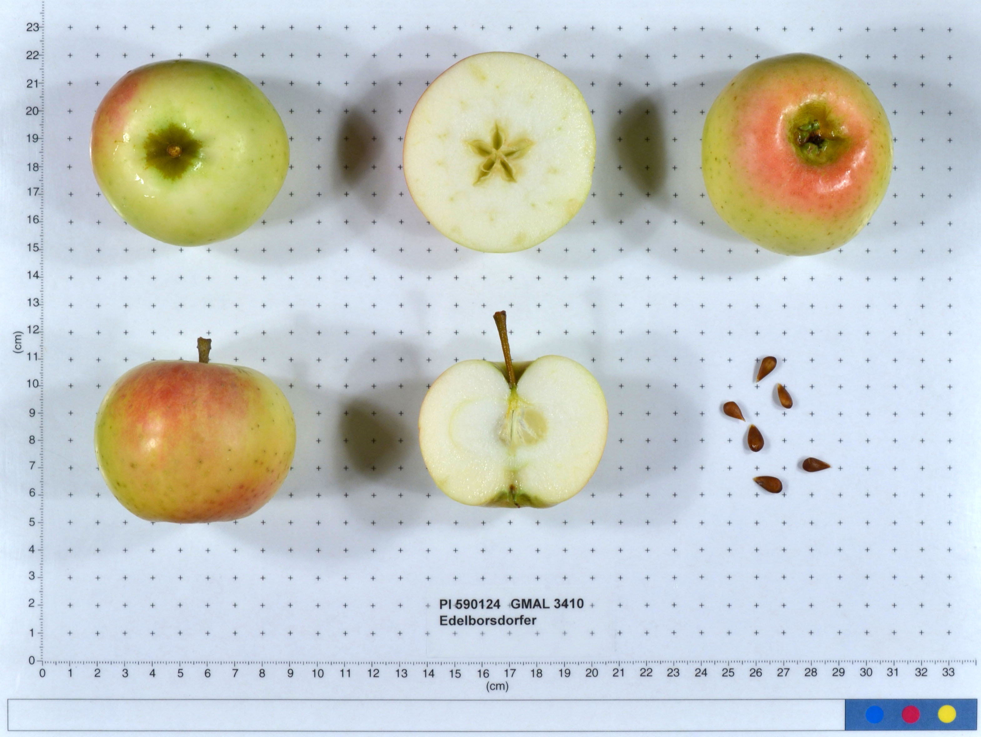Click for 1 image(s) for this accession. FRUIT