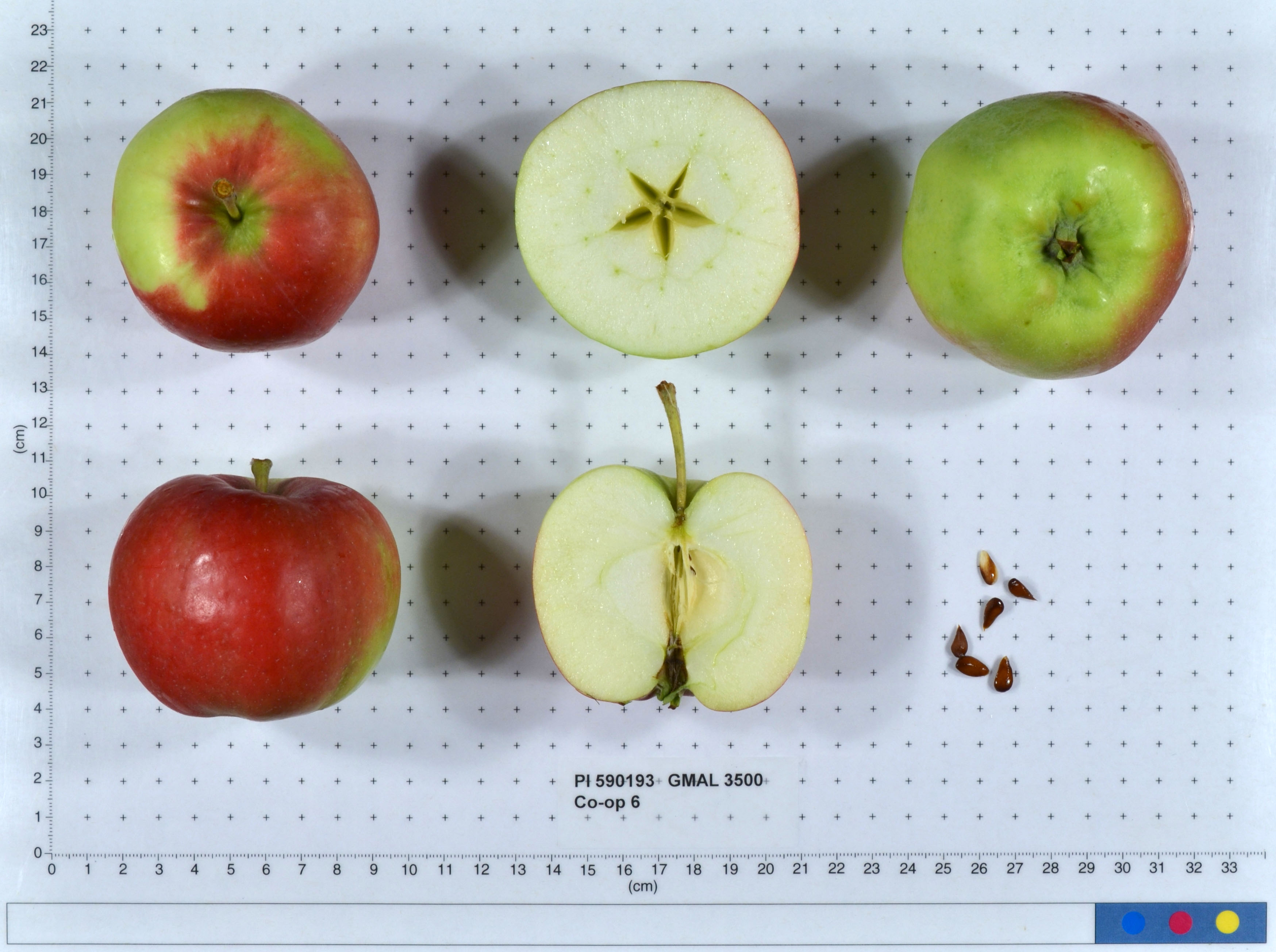 Click for 1 image(s) for this accession. FRUIT