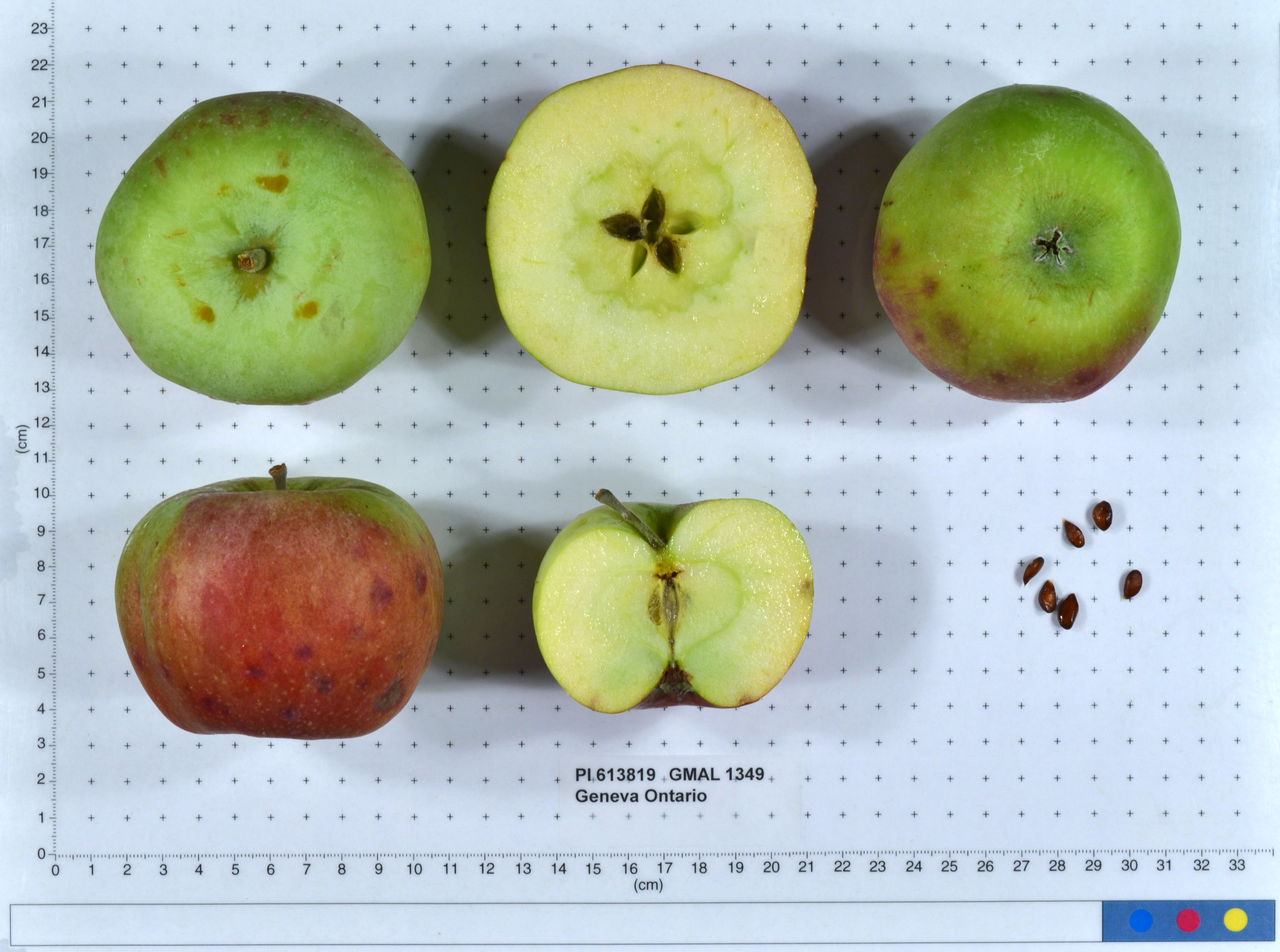 FRUIT