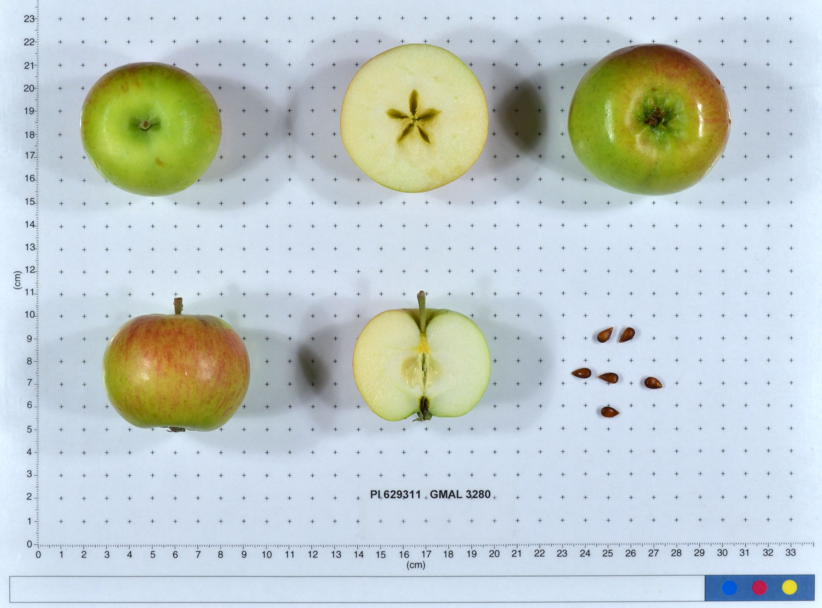 Click for 1 image(s) for this accession. FRUIT