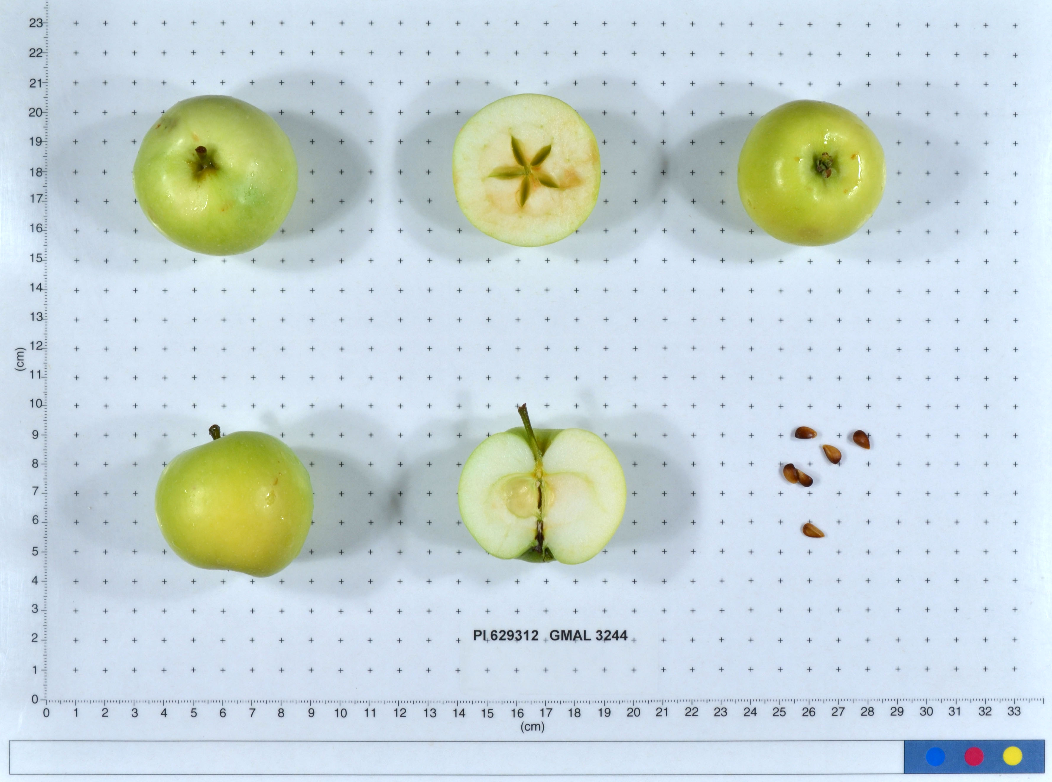Click for 1 image(s) for this accession. FRUIT