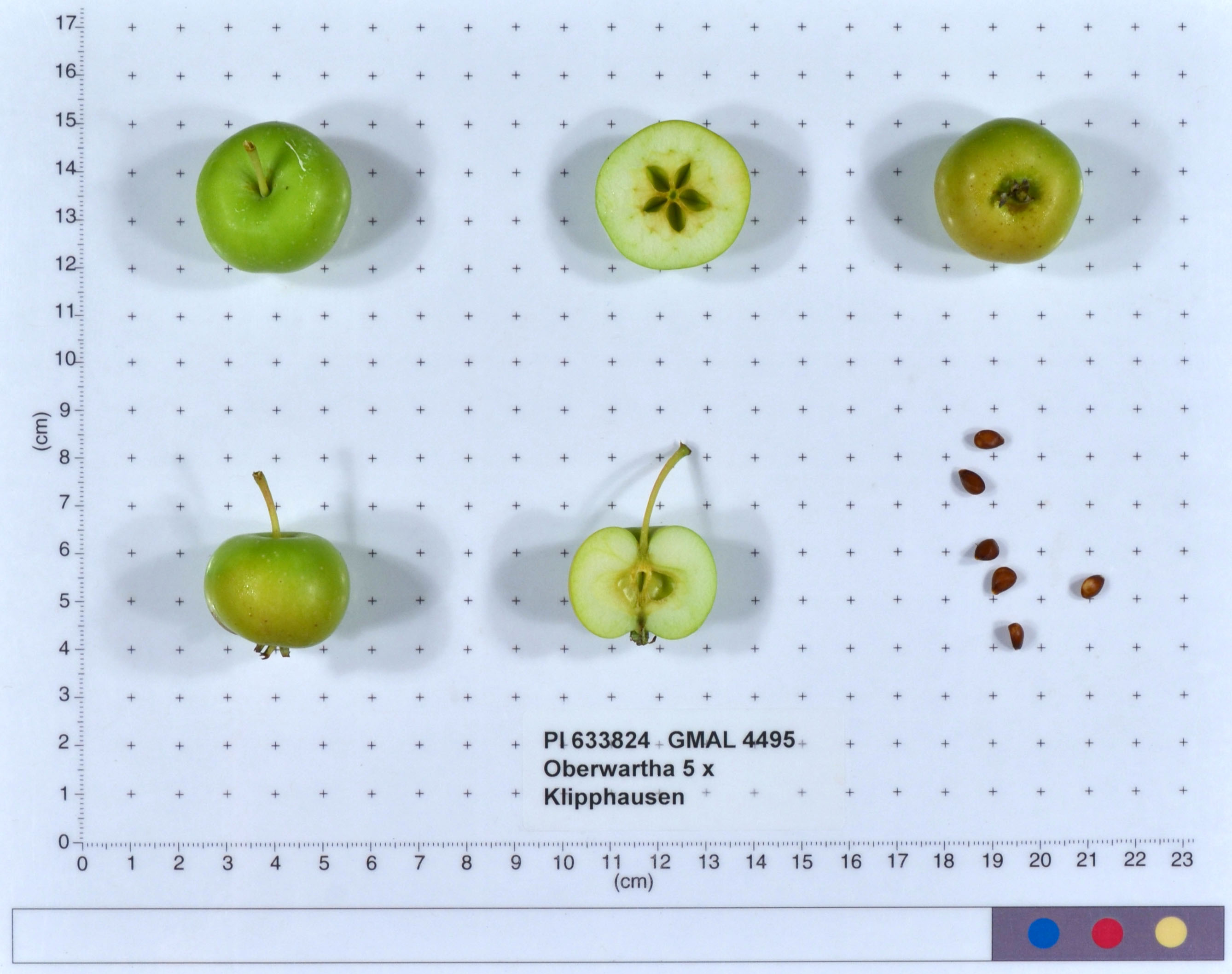 Click for 1 image(s) for this accession. FRUIT
