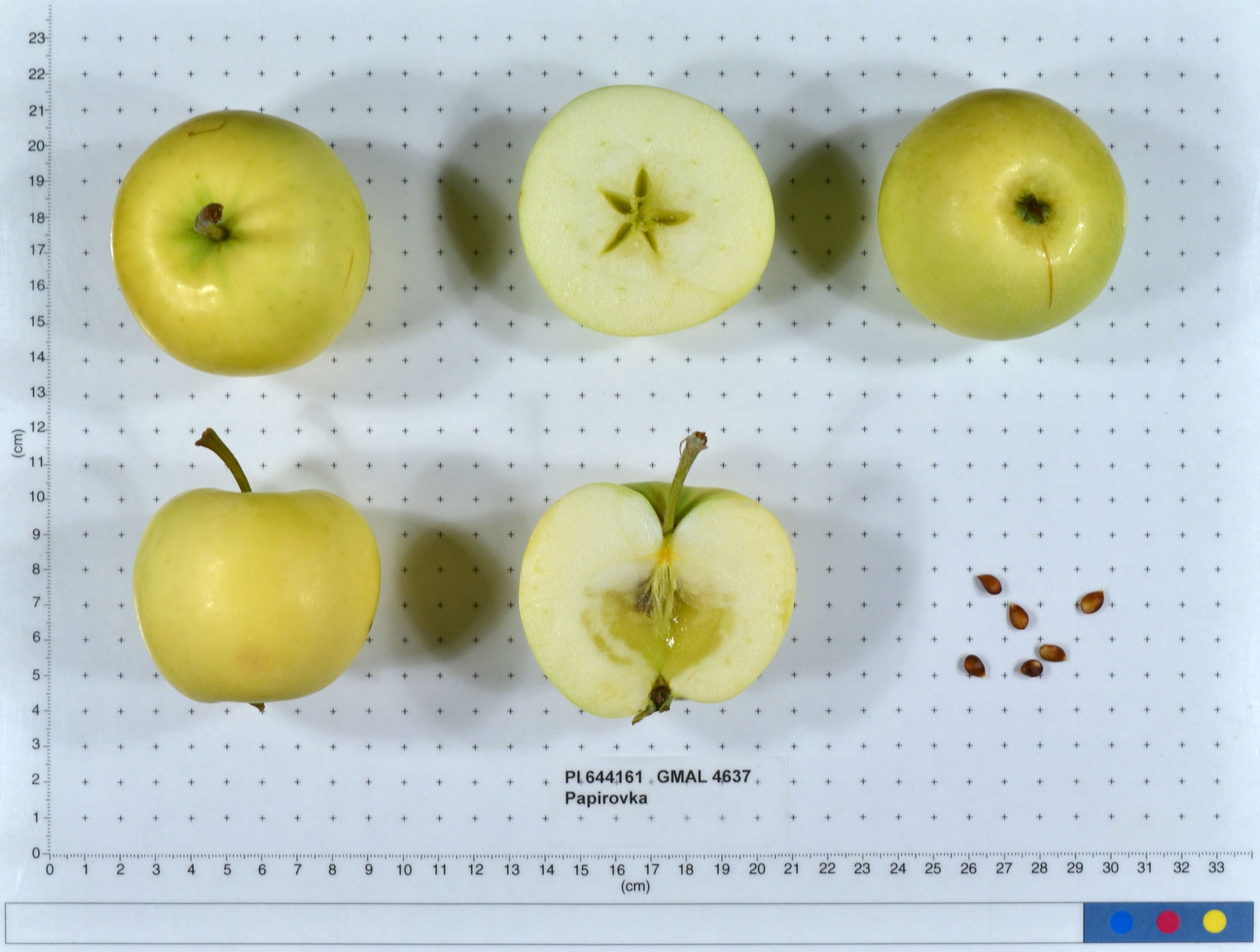 FRUIT