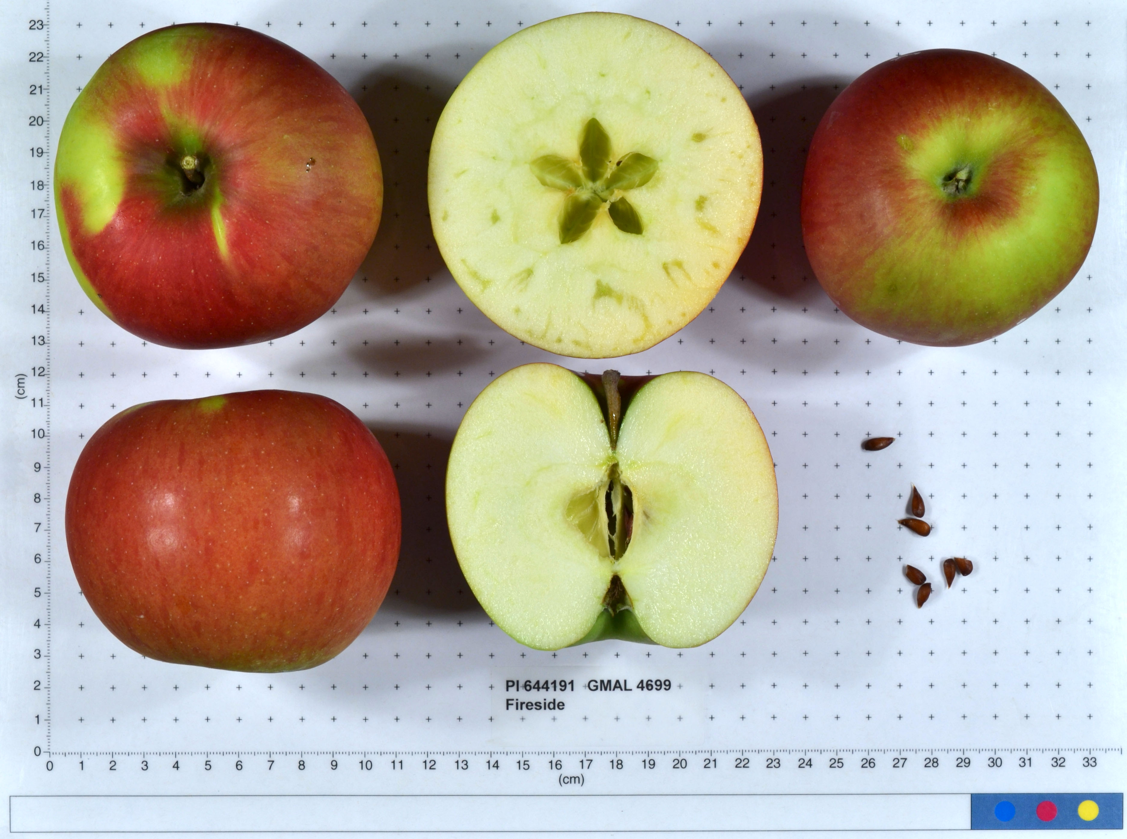 Click for 1 image(s) for this accession. FRUIT