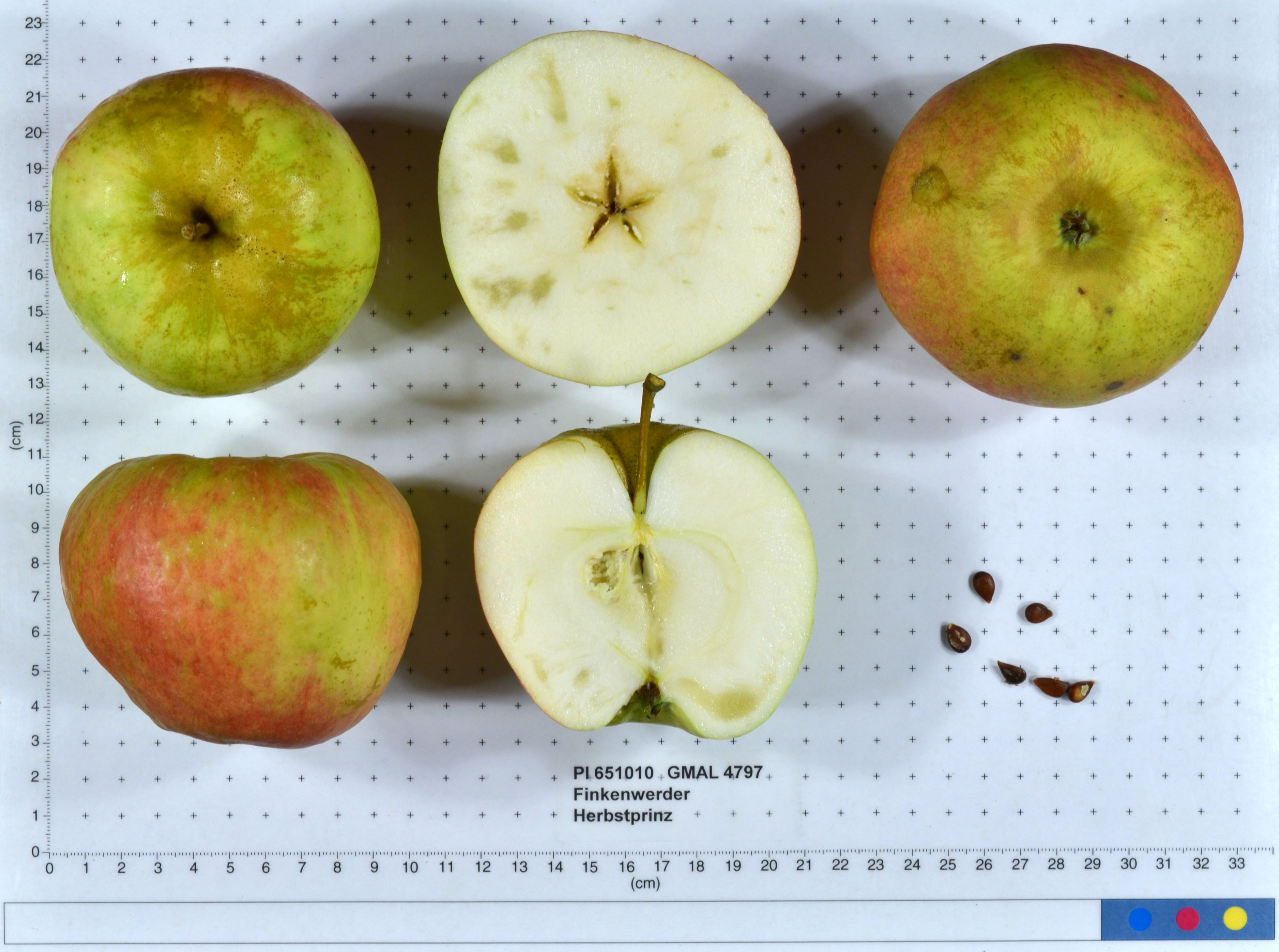 Click for 1 image(s) for this accession. FRUIT