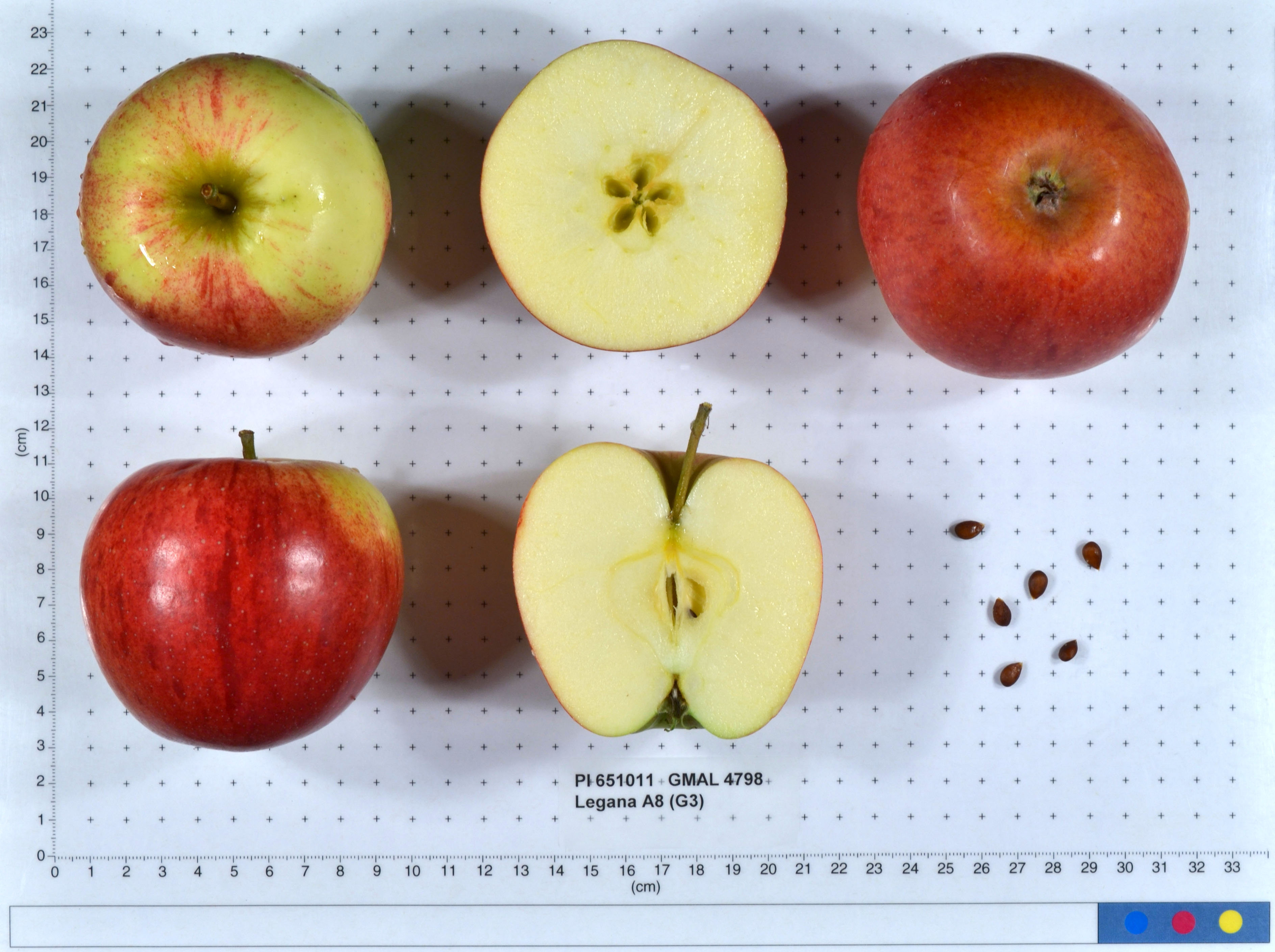FRUIT