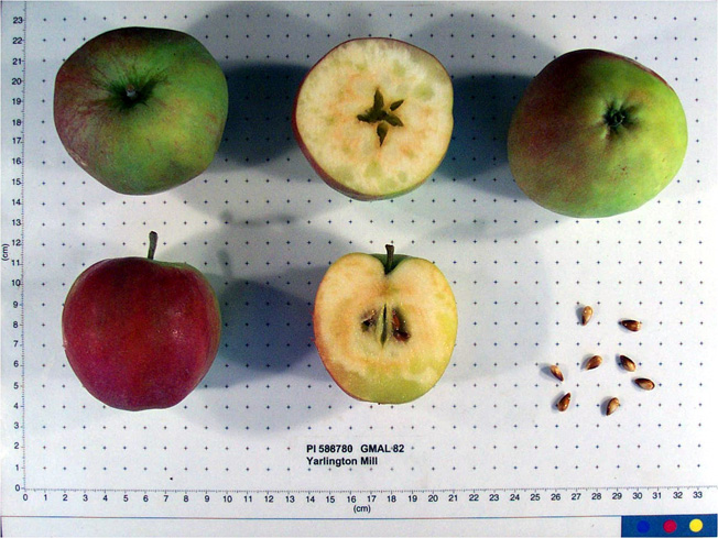 Click for 1 image(s) for this accession. FRUIT