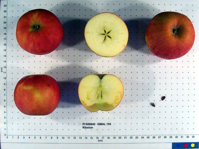 Click for 1 image(s) for this accession. FRUIT