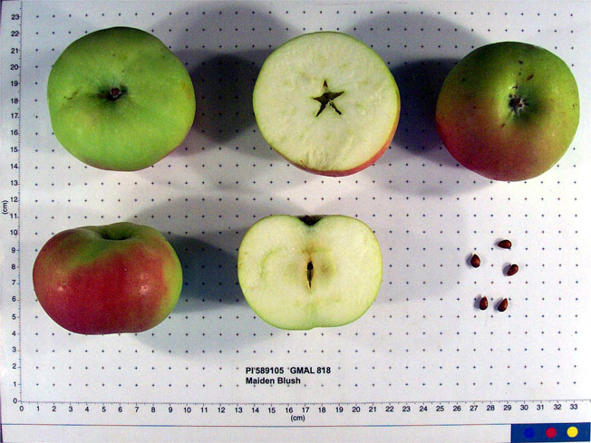 Click for 1 image(s) for this accession. FRUIT