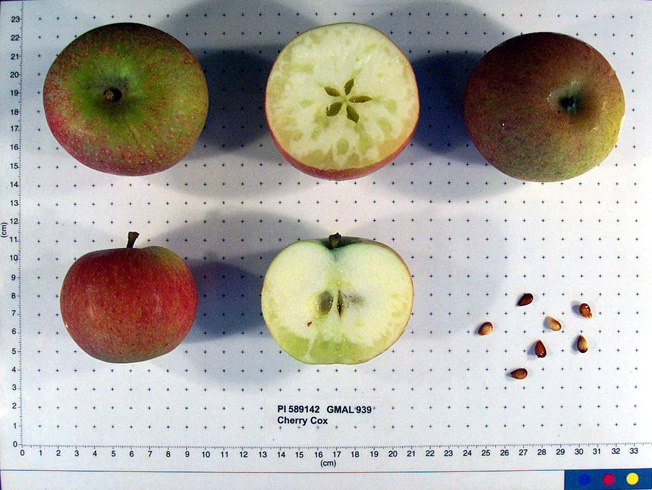 Click for 1 image(s) for this accession. FRUIT