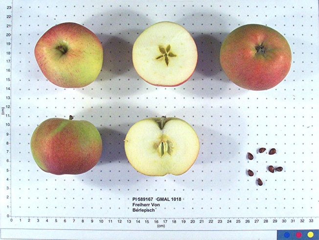FRUIT