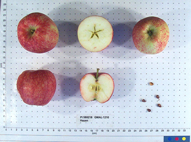 FRUIT