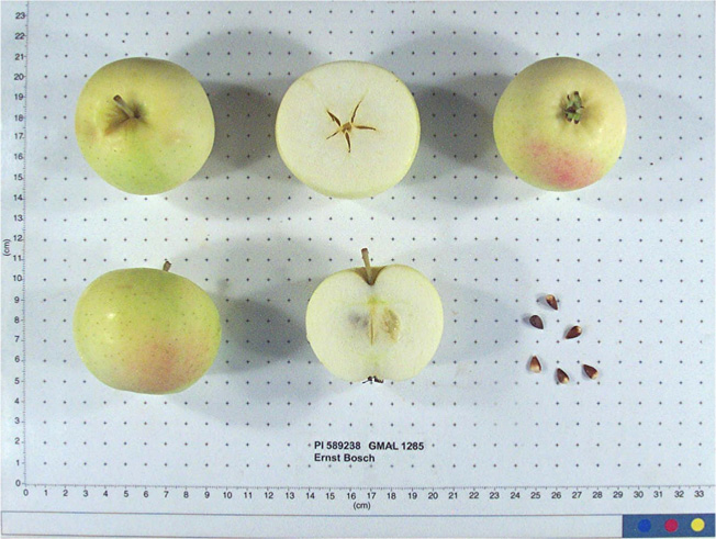 FRUIT
