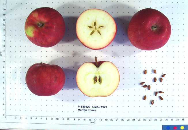 Click for 1 image(s) for this accession. FRUIT