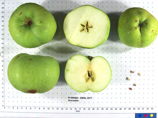Click for 1 image(s) for this accession. FRUIT