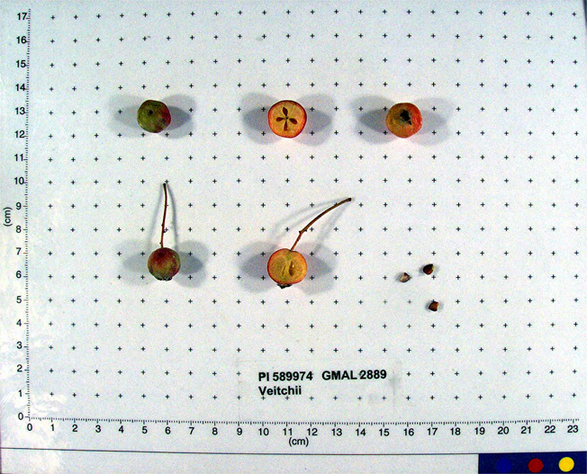 FRUIT