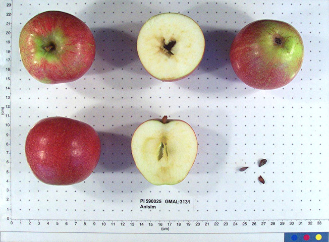 Click for 1 image(s) for this accession. FRUIT