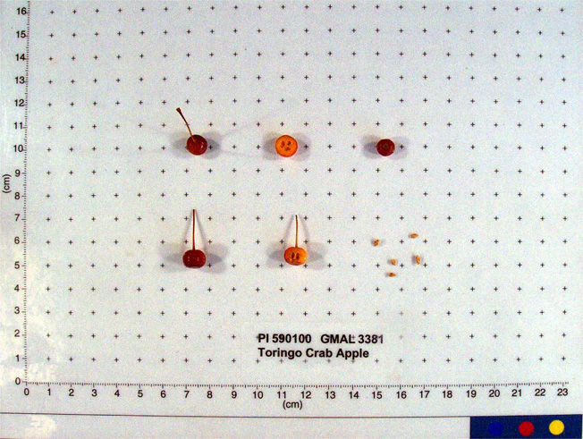 Click for 2 image(s) for this accession. FRUIT