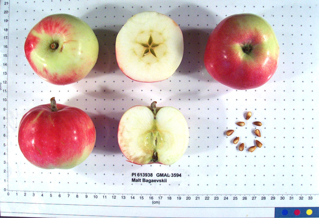 Click for 1 image(s) for this accession. FRUIT