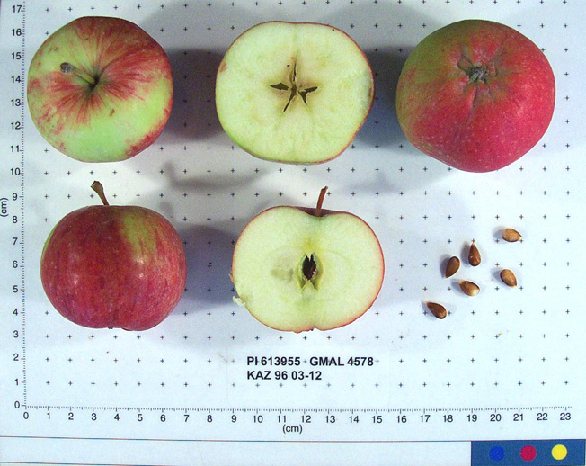 Click for 1 image(s) for this accession. FRUIT