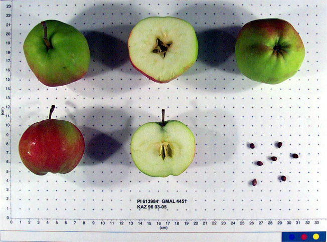 Click for 1 image(s) for this accession. FRUIT
