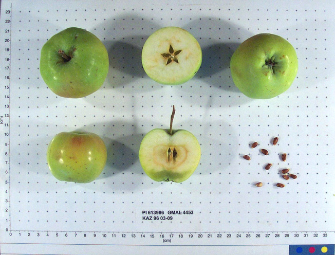 Click for 1 image(s) for this accession. FRUIT