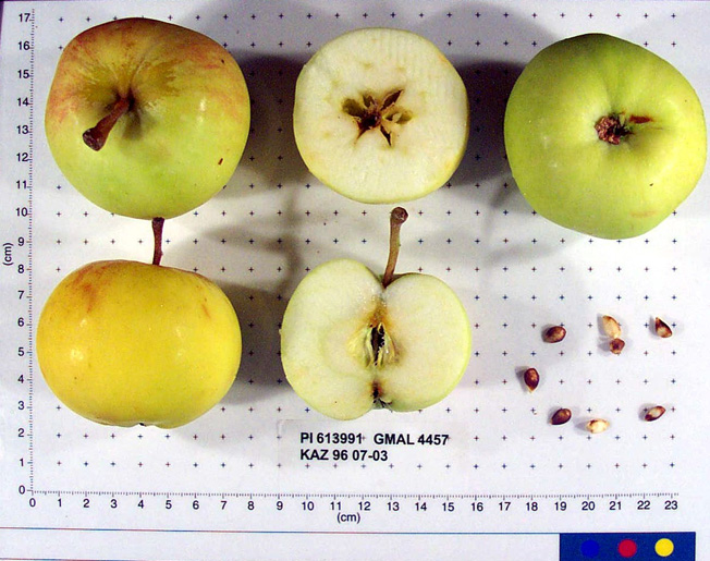 Click for 1 image(s) for this accession. FRUIT