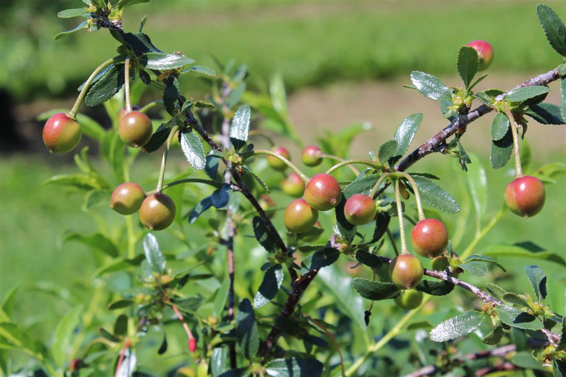 Click for 6 image(s) for this accession. FRUIT