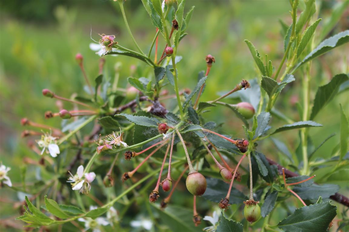 FRUIT