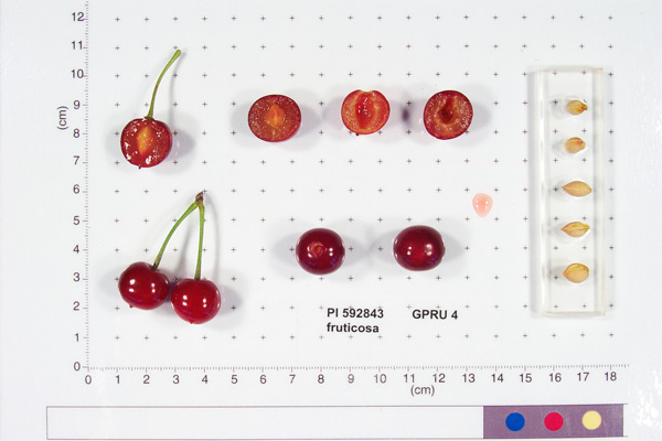 Click for 4 image(s) for this accession. FRUIT