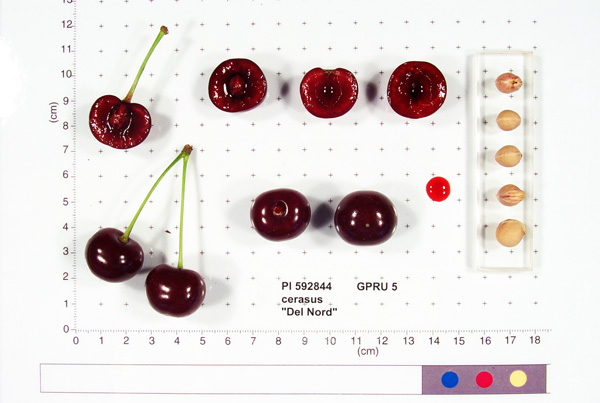 Click for 4 image(s) for this accession. FRUIT