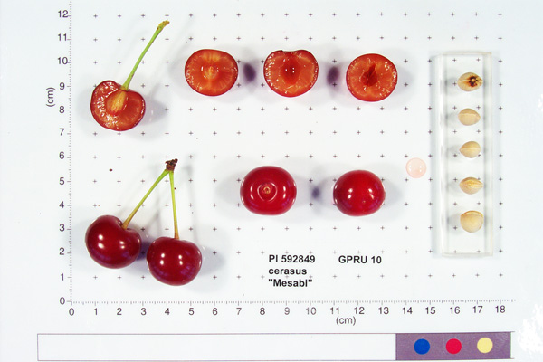 Click for 3 image(s) for this accession. FRUIT