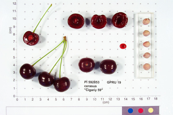 FRUIT