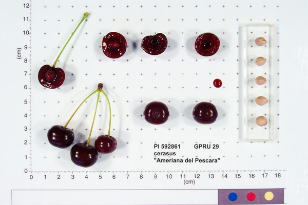FRUIT