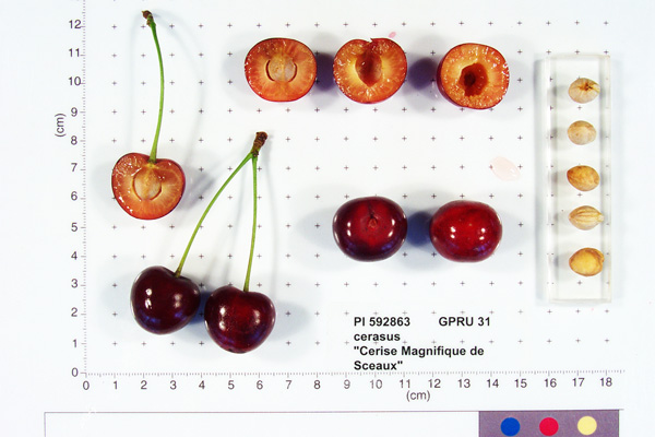 FRUIT