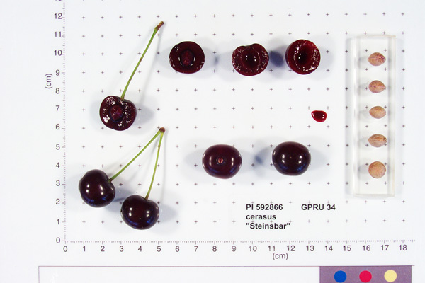 FRUIT