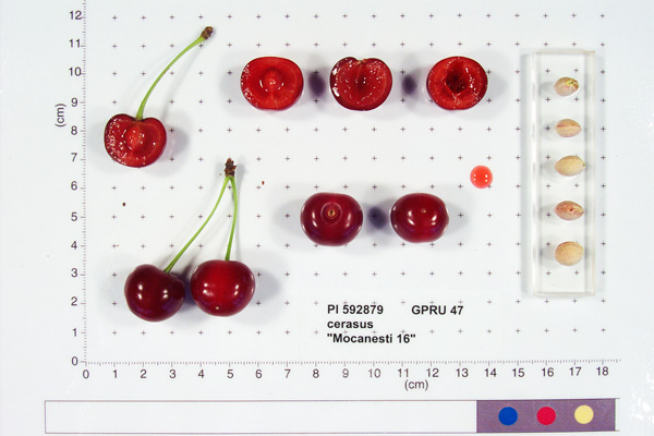 FRUIT
