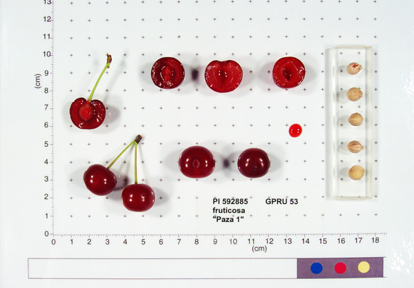 FRUIT