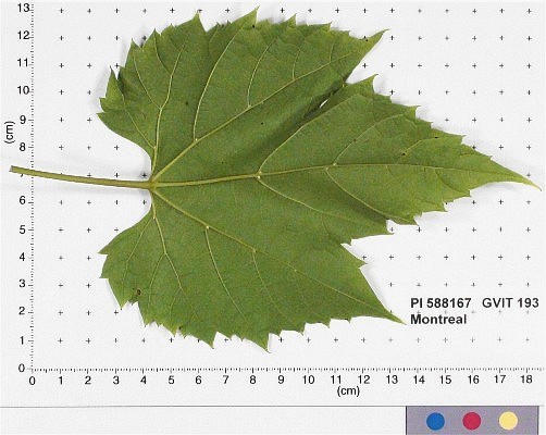 Click for 3 image(s) for this accession. LEAF
