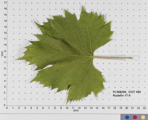 Click for 4 image(s) for this accession. LEAF