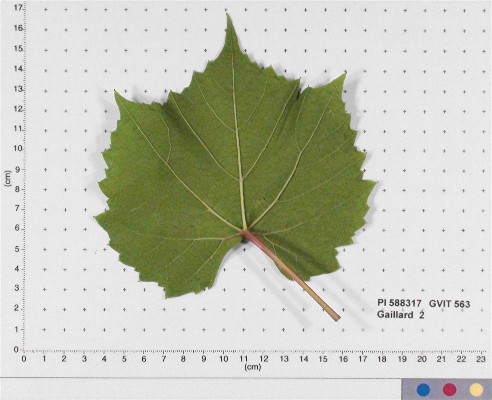 Click for 4 image(s) for this accession. LEAF