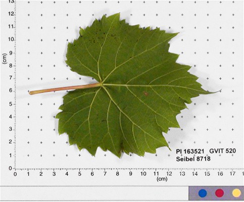 Click for 2 image(s) for this accession. LEAF