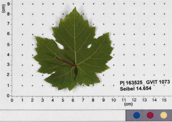LEAF