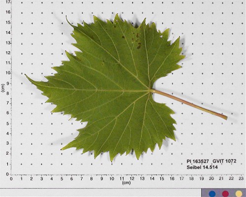 LEAF
