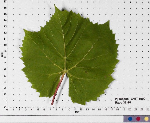 LEAF