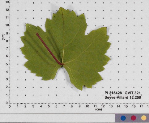 LEAF
