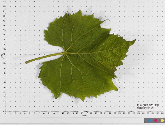 LEAF