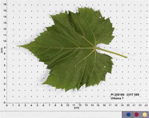 Click for 4 image(s) for this accession. LEAF