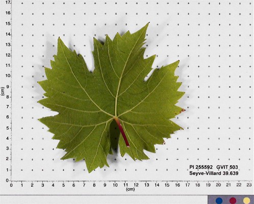 LEAF